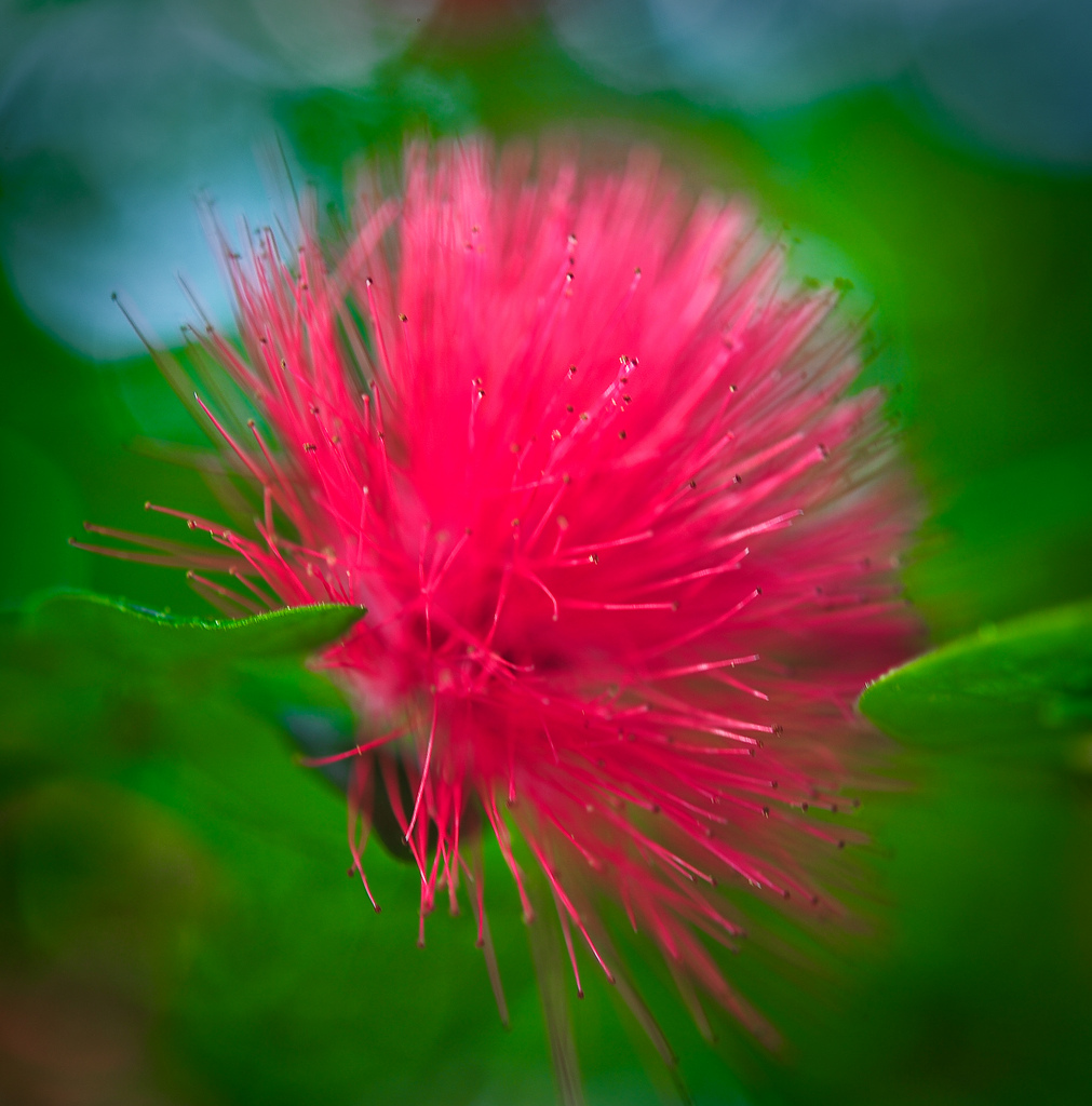 papier peint rare,fleur,rouge,vert,rose,plante