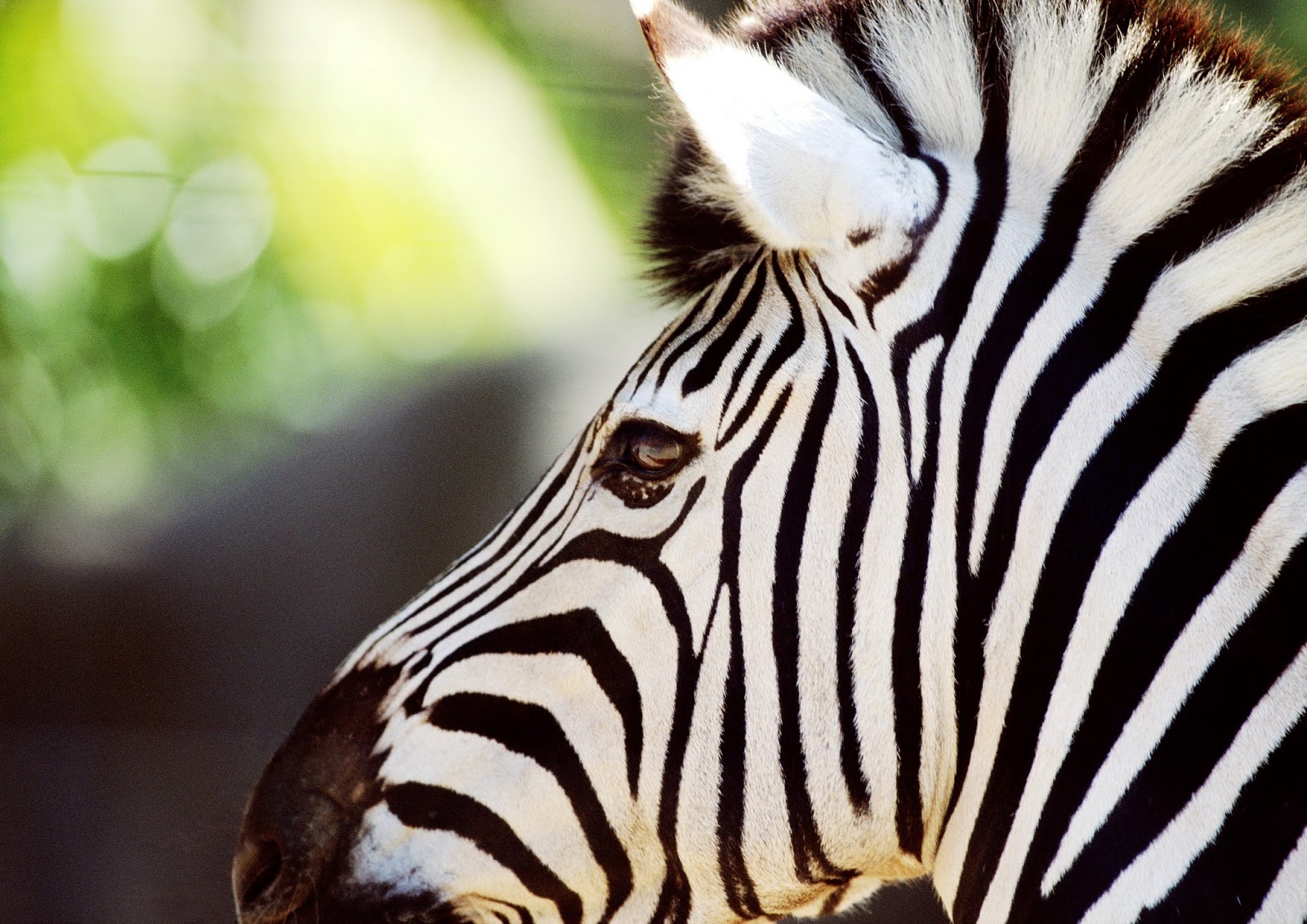 carta da parati rara,zebra,natura,animale terrestre,avvicinamento,grugno