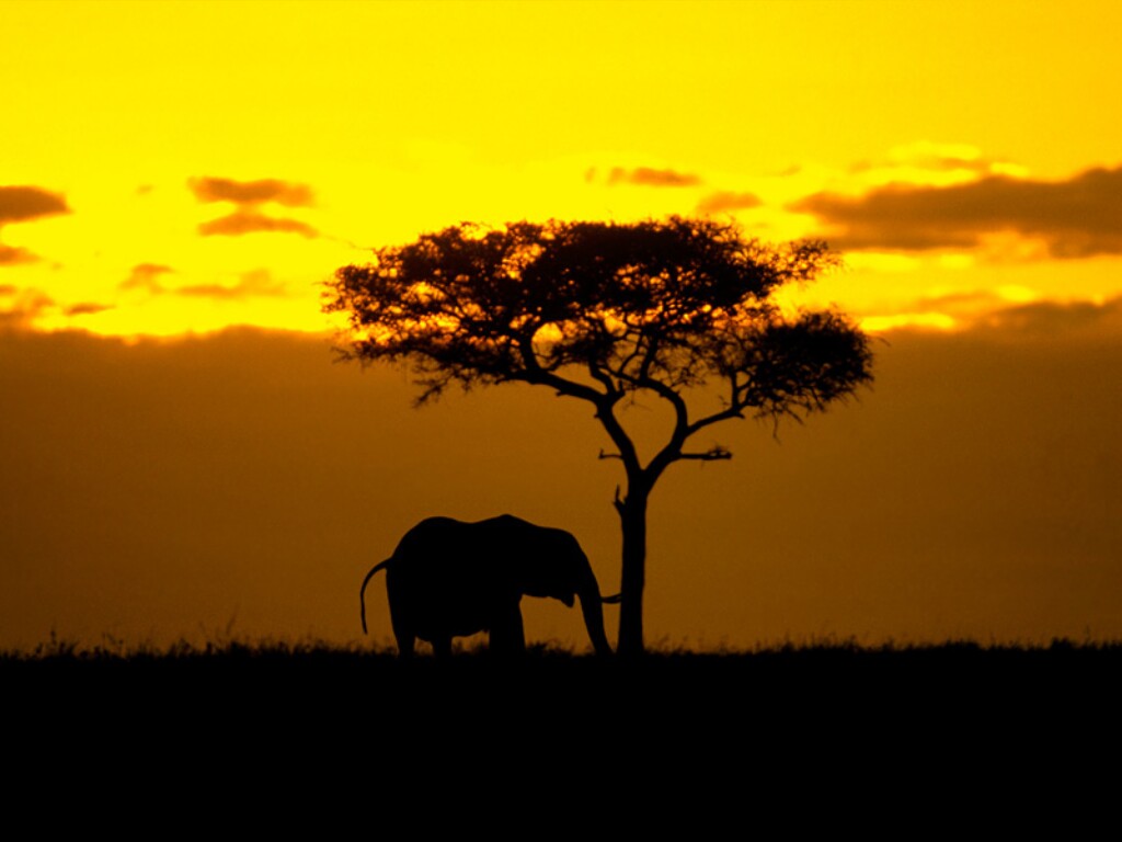 wallpaper south africa,sky,savanna,wildlife,tree,sunset