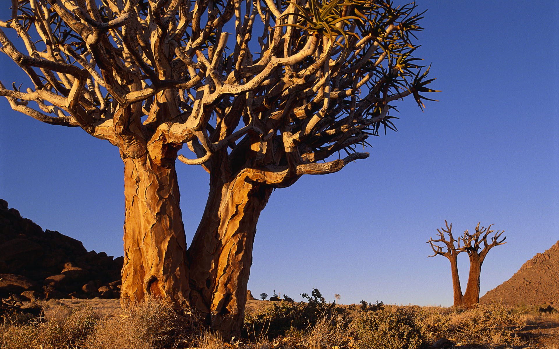 fondo de pantalla de sudáfrica,árbol,naturaleza,paisaje natural,planta leñosa,planta