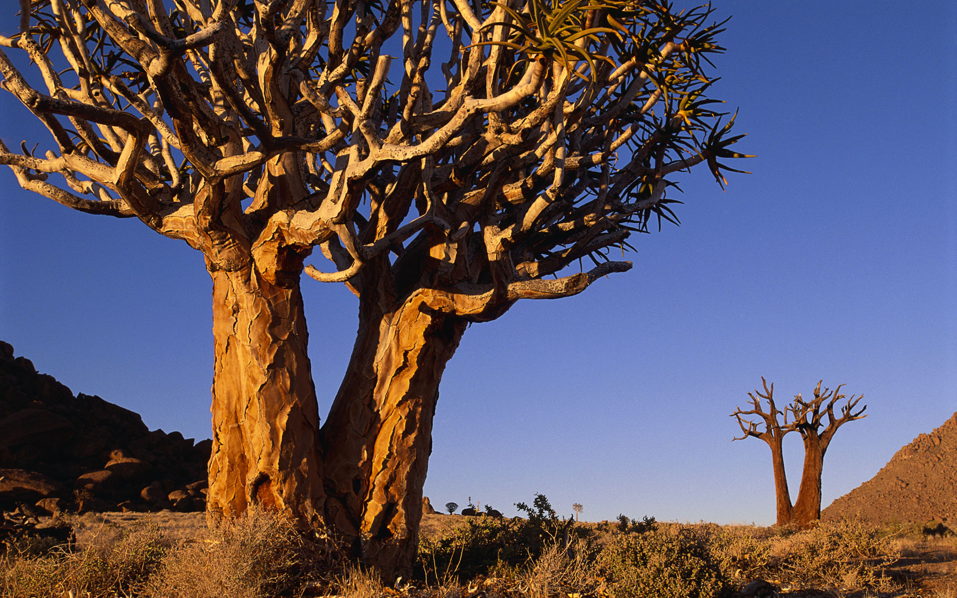 tapete südafrika,baum,natur,natürliche landschaft,holzige pflanze,pflanze