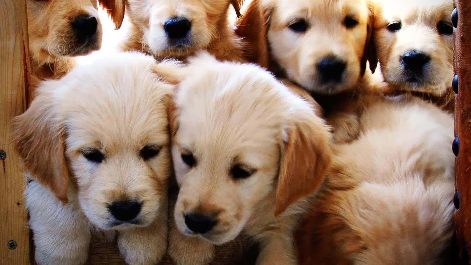carta da parati golden retriever,cane,golden retriever,cane da compagnia,cucciolo