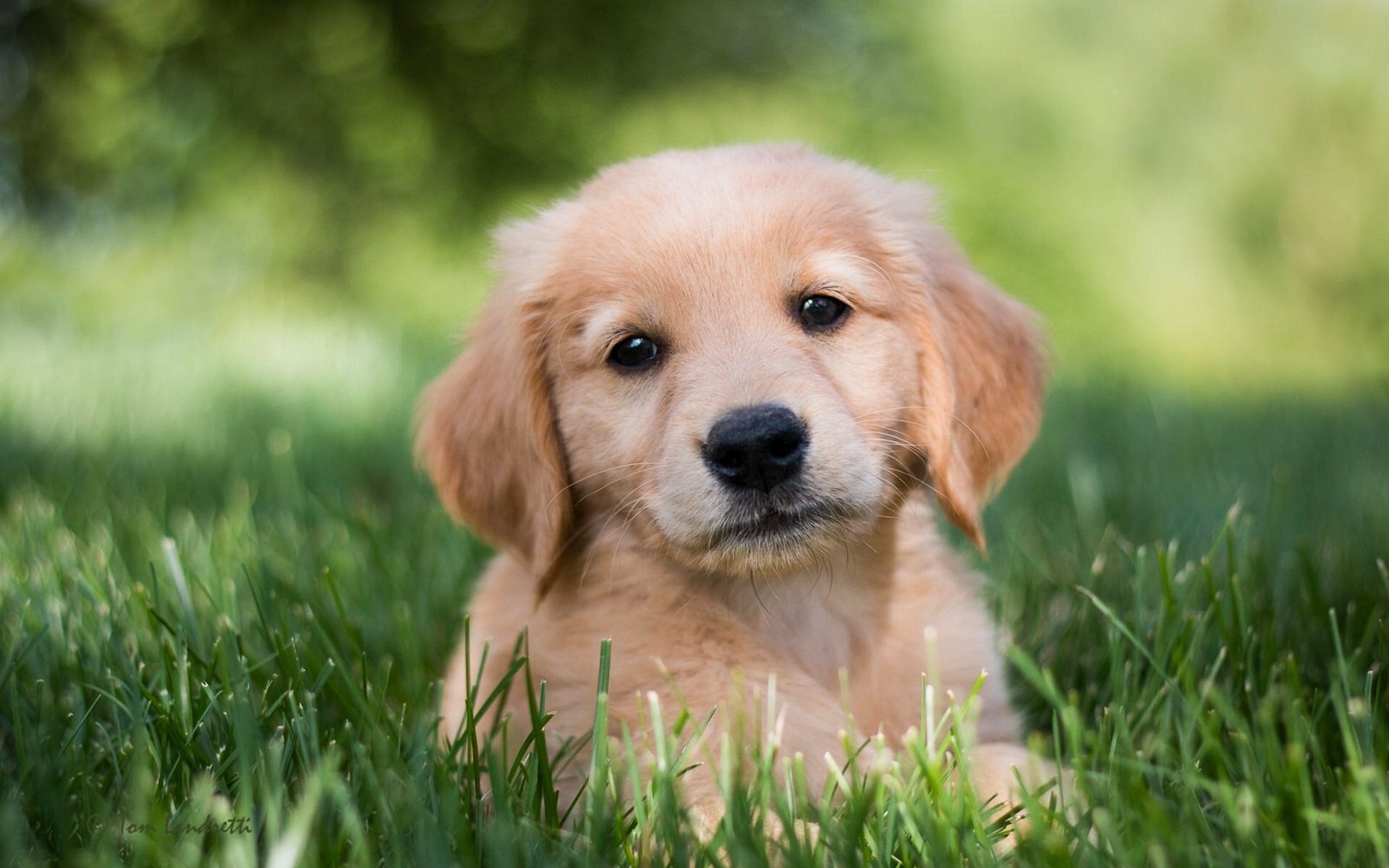 fondo de pantalla de golden retriever,perro,perrito,golden retriever,perro de compañía