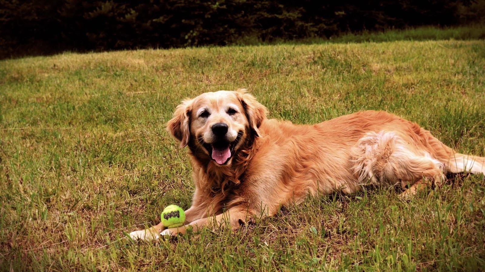 fondo de pantalla de golden retriever,perro,golden retriever,grupo deportivo,perro de compañía