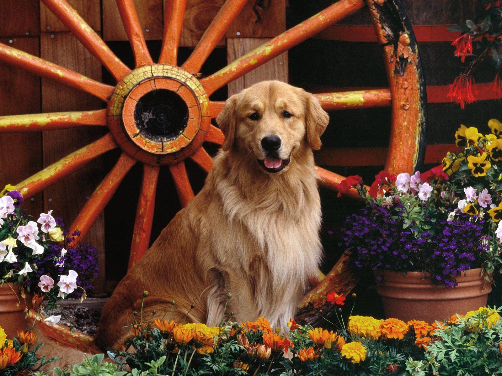 fondo de pantalla de golden retriever,perro,golden retriever,grupo deportivo,perro de compañía