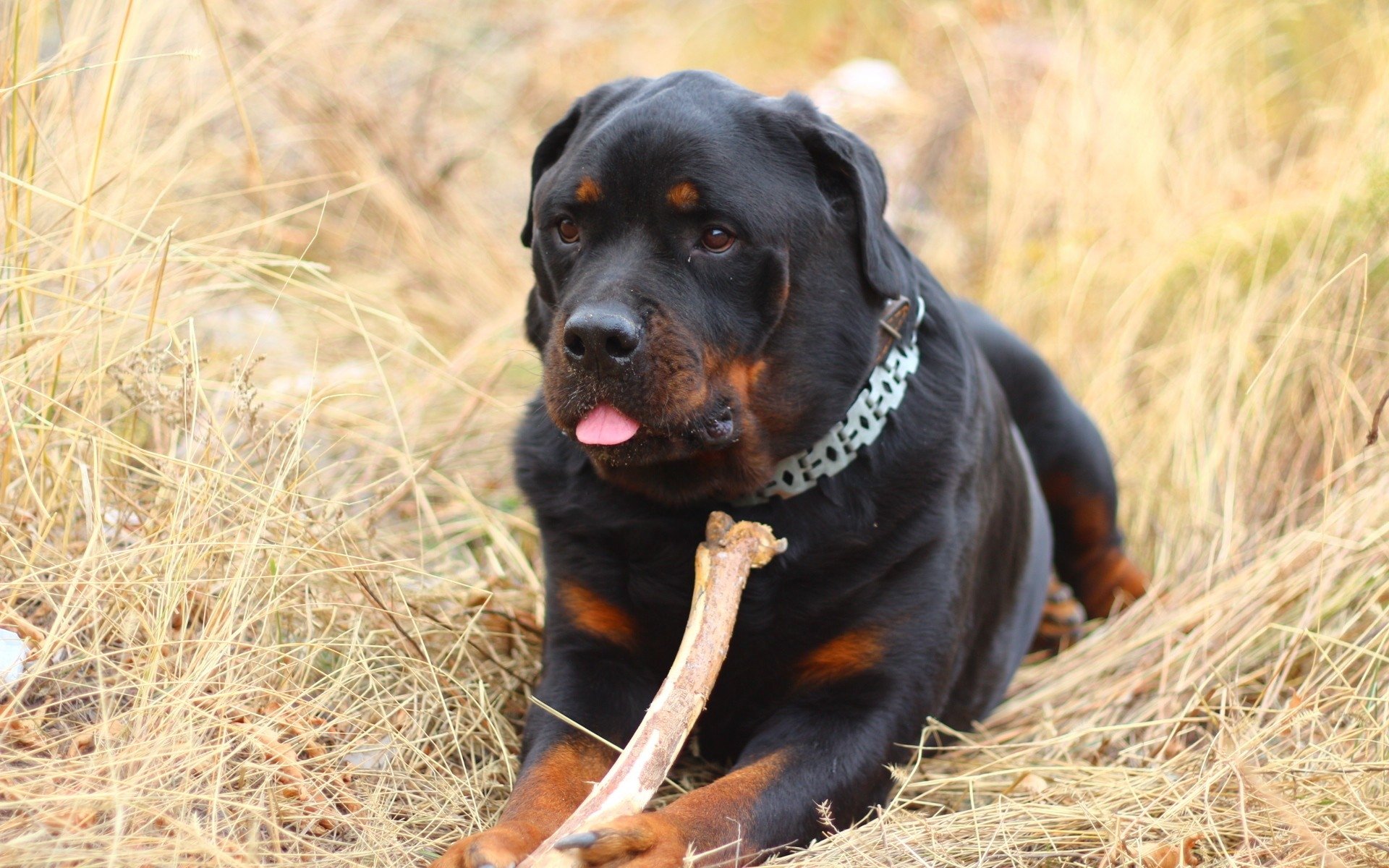 papel pintado rottweiler,perro,rottweiler,perro de caza polaco,sabueso austríaco negro y fuego,perro de caza