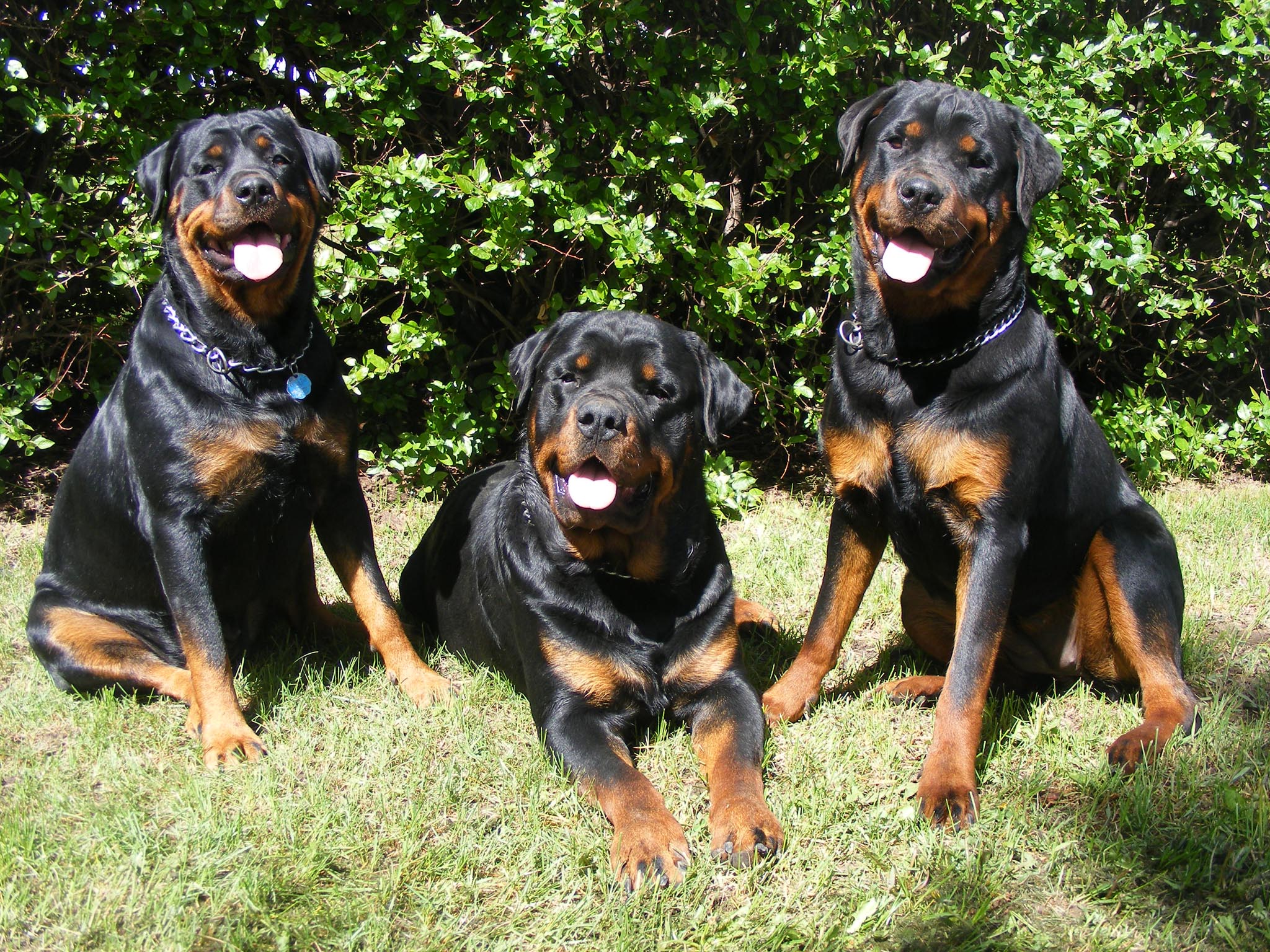 ロットワイラーの壁紙,犬,ロットワイラー,オーストリアの黒と黄褐色の猟犬,ポーランドの狩猟犬
