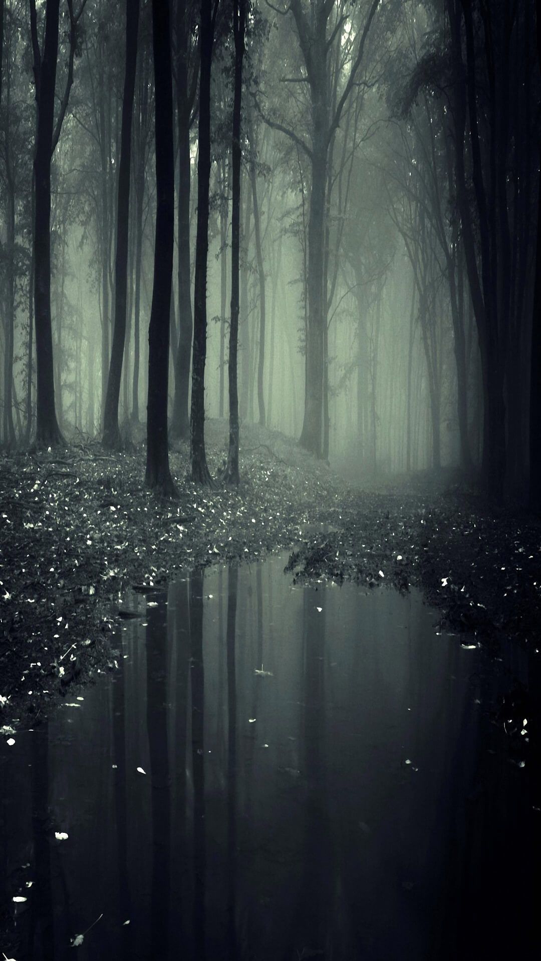 iphone wallpaper tumblr hd,natur,natürliche landschaft,wald,atmosphäre,nebel