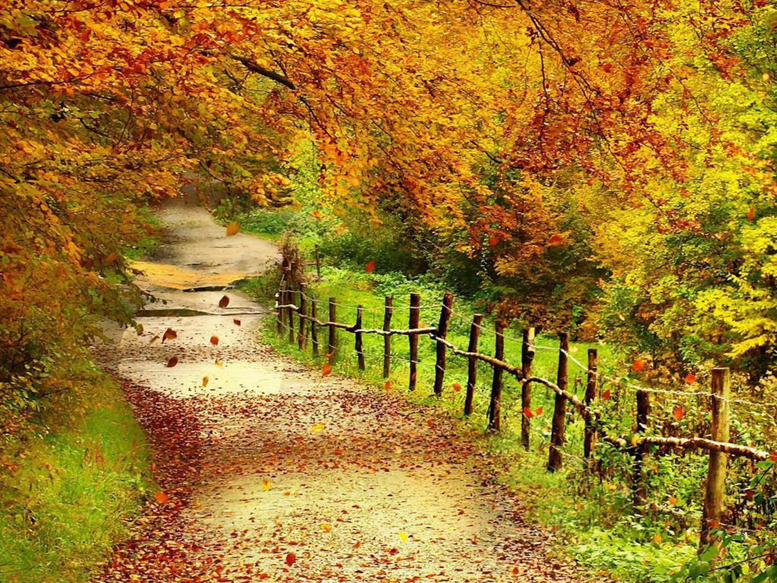 아름다운 풍경 배경 화면,자연 경관,자연,나무,잎,가을