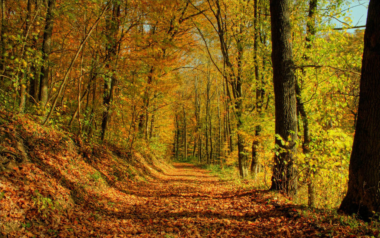 hermosos paisajes fondos de pantalla,paisaje natural,árbol,naturaleza,bosque,bosque