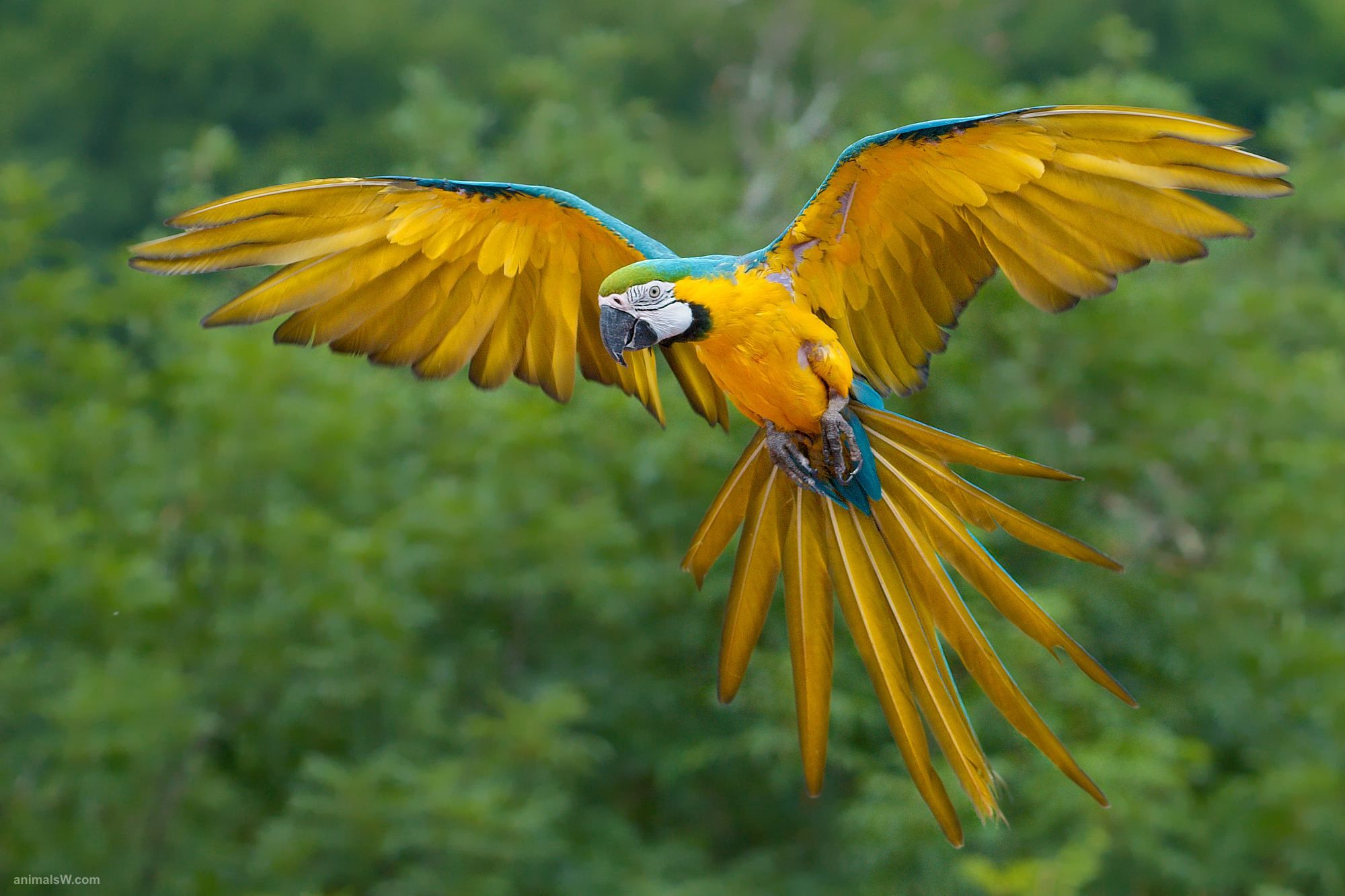 birds live wallpaper,bird,macaw,vertebrate,parrot,beak