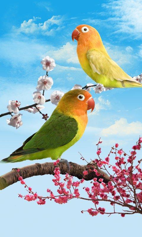uccelli live wallpaper,uccello,pappagallino verde africano,pappagallo,parrocchetto,pappagallino