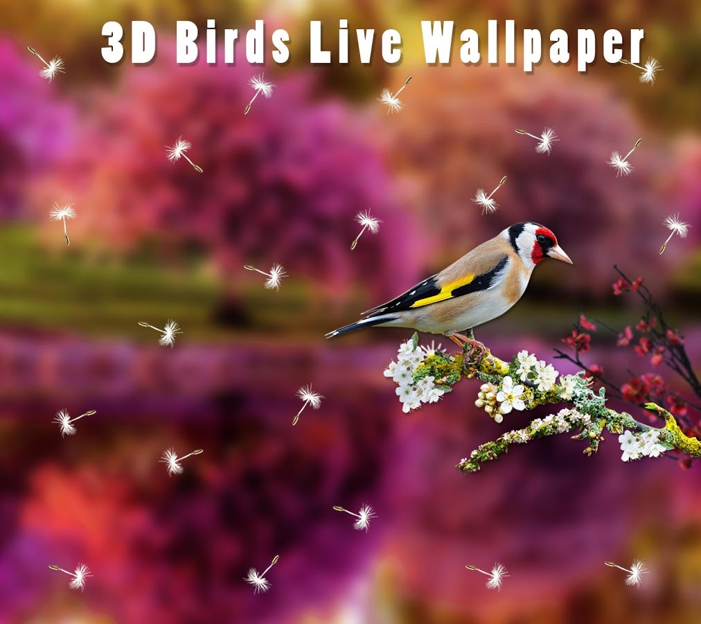 uccelli live wallpaper,natura,uccello,primavera,ala,font