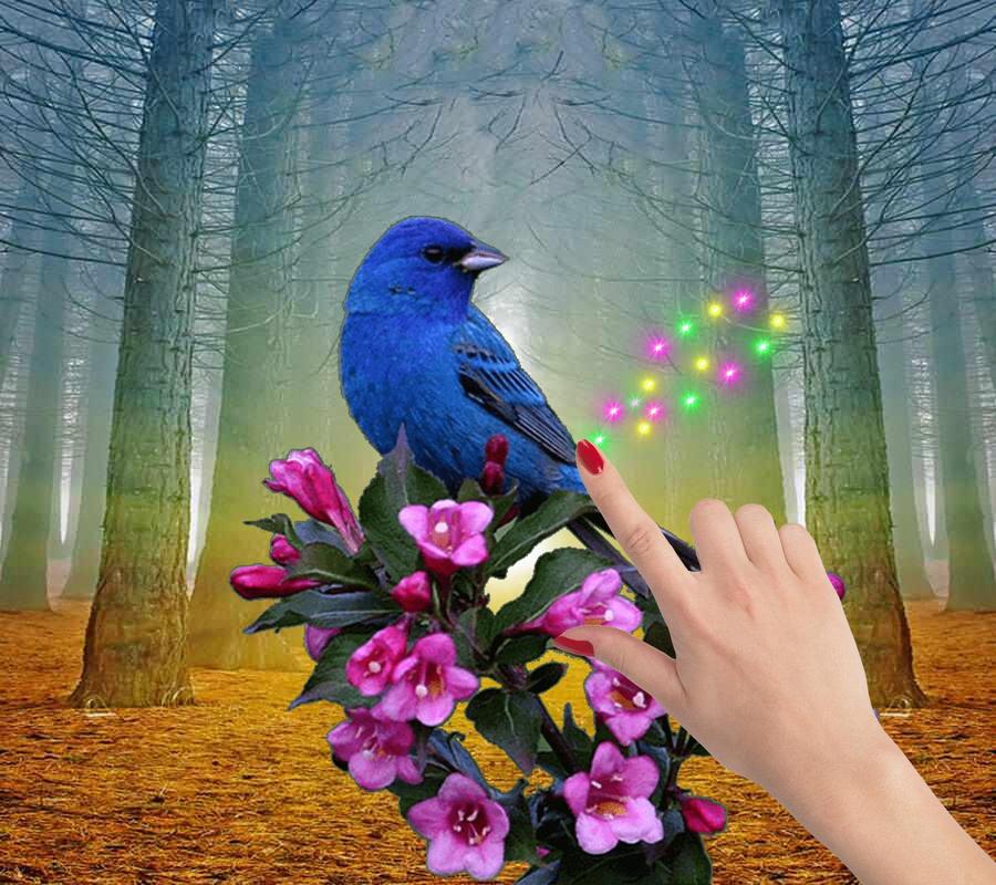 oiseaux live wallpaper,bleu,oiseau,violet,oiseau bleu,plante