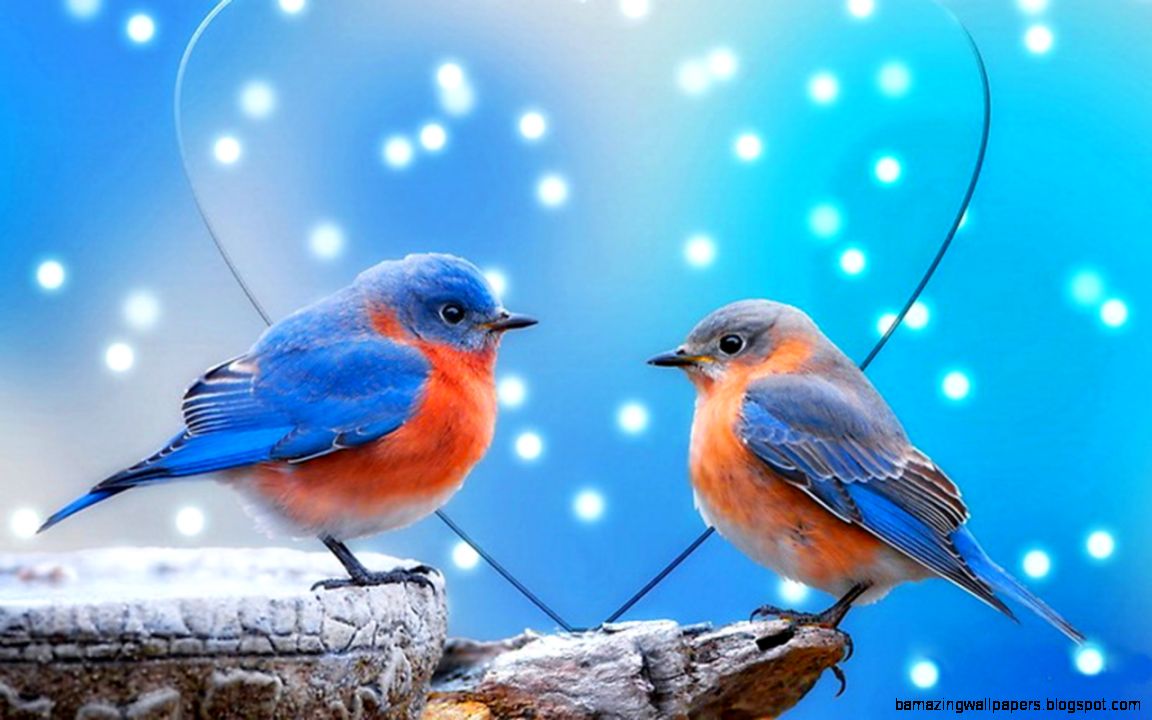 pájaros live wallpaper,pájaro,bluebird del este,azulejo,petirrojo europeo,pájaro cantor