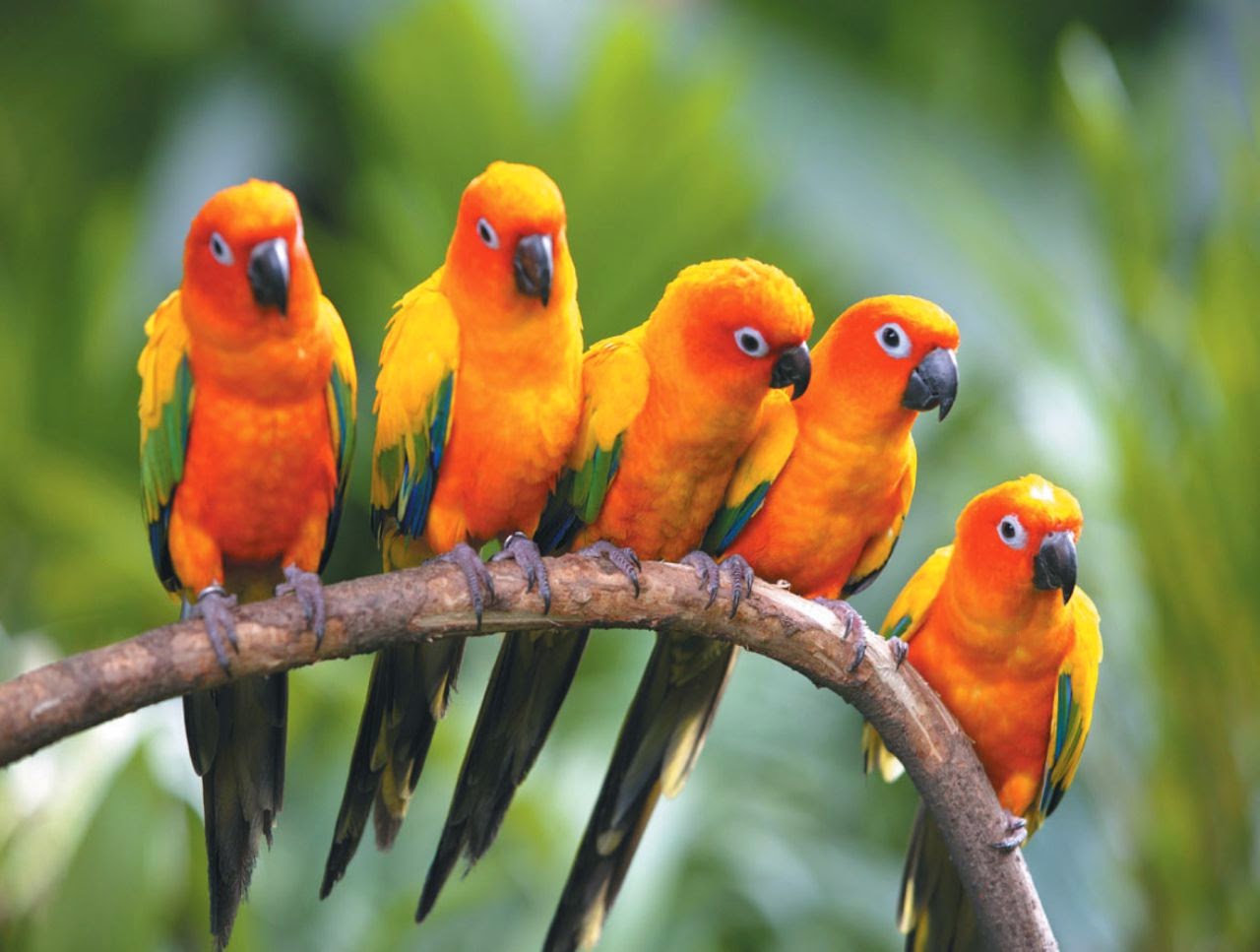 uccelli live wallpaper,uccello,pappagallo,pappagallino verde africano,parrocchetto,pappagallino