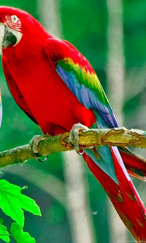 birds live wallpaper,bird,vertebrate,beak,parrot,macaw