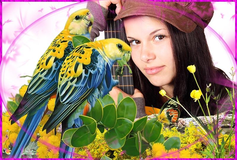 birds live wallpaper,bird,parrot,parakeet,budgie,organism