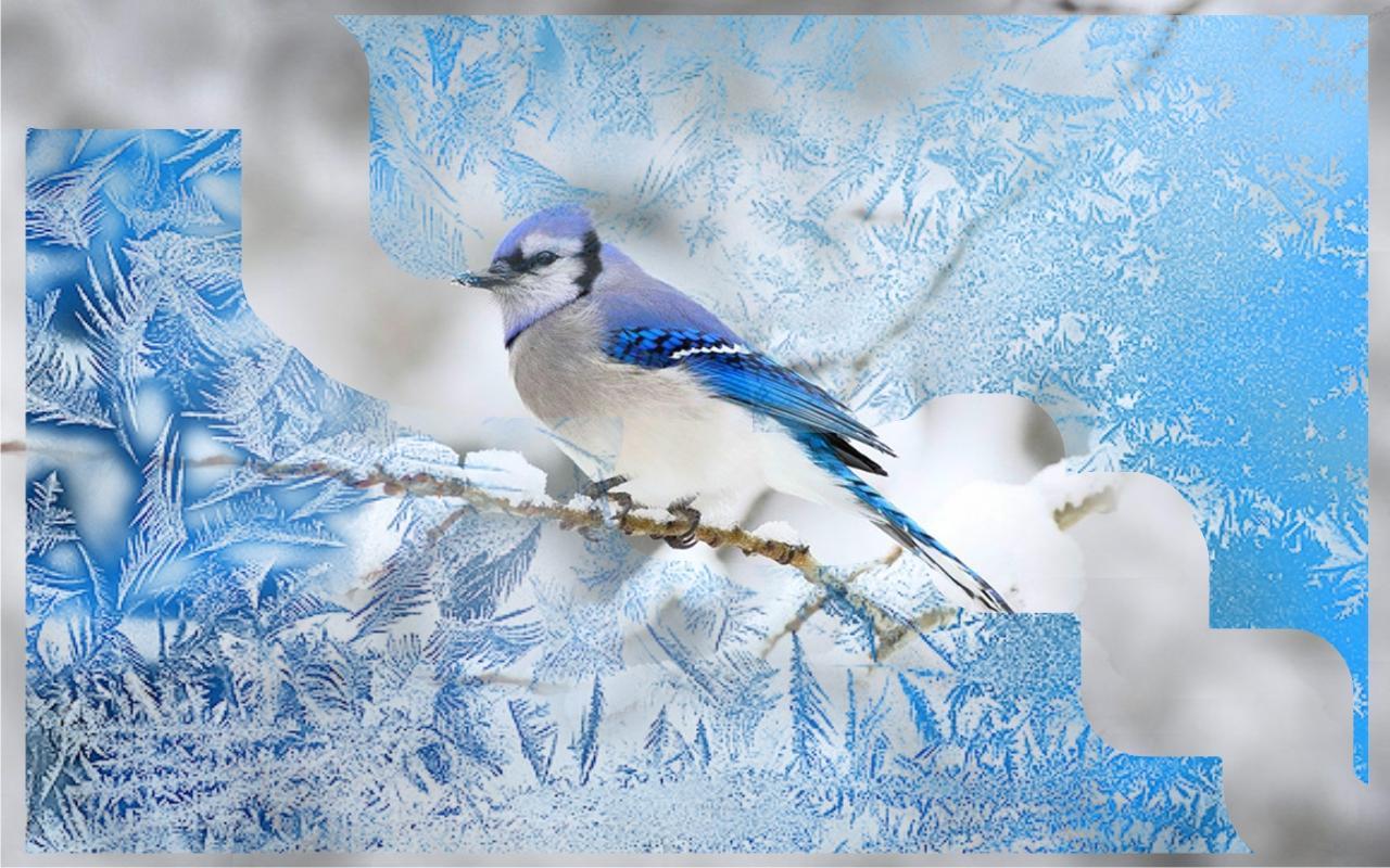 새 라이브 배경 화면,블루 제이,새,어치,푸른,앉은 새