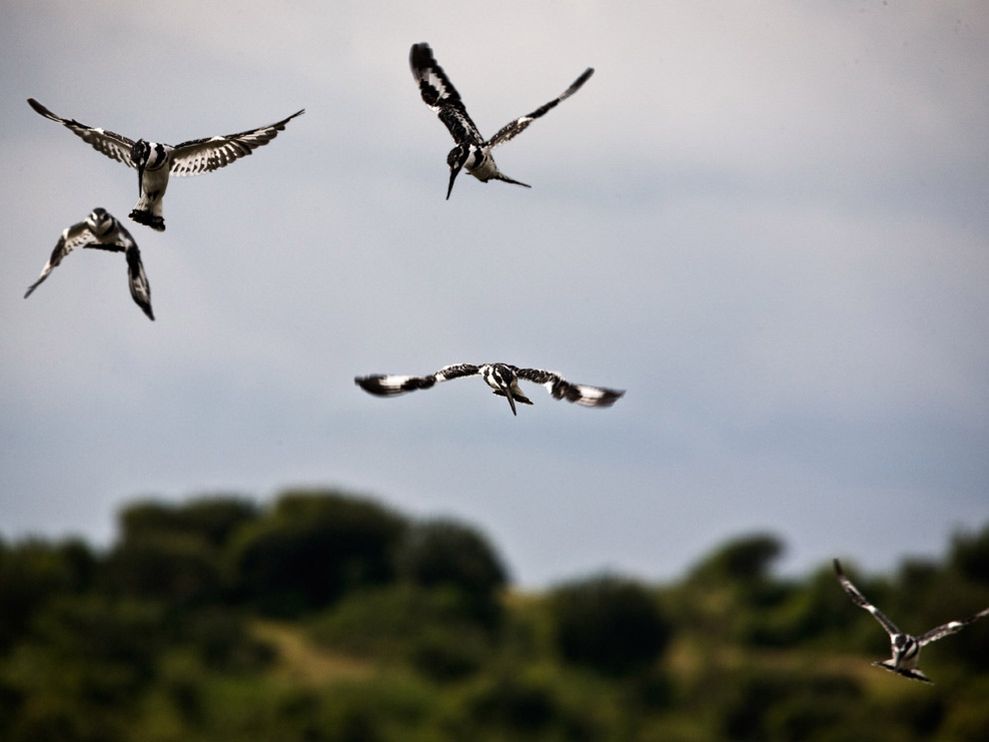 oiseaux live wallpaper,oiseau,migration des oiseaux,faune,troupeau,ciel