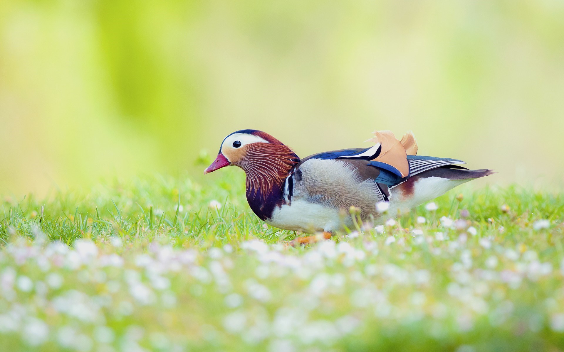 oiseaux live wallpaper,oiseau,canard,oiseau d'eau,canards,faune