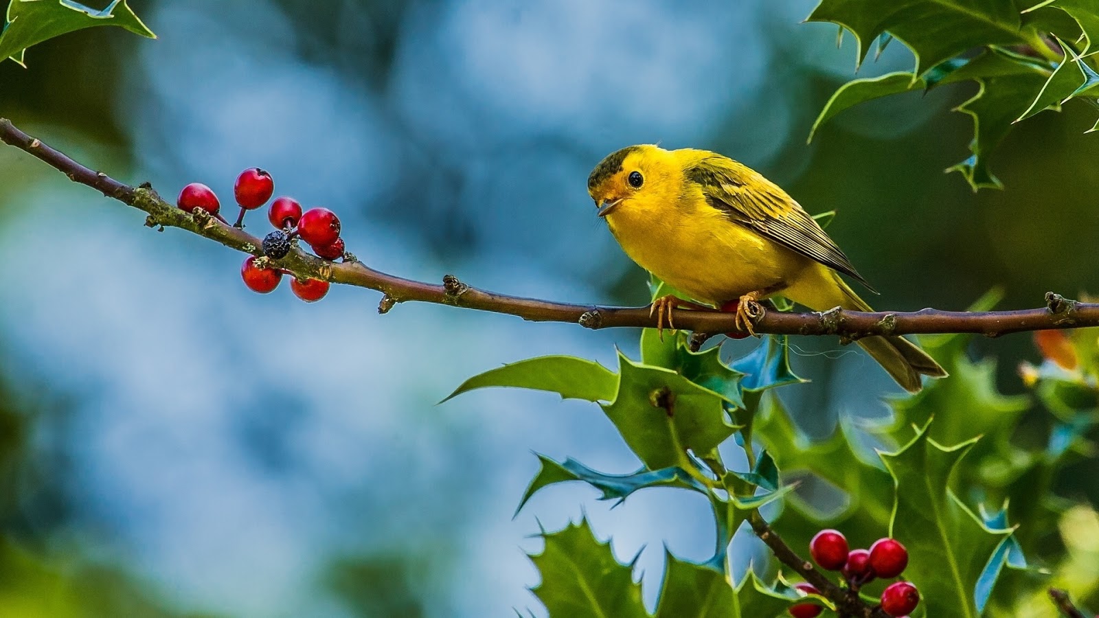 새 라이브 배경 화면,새,우는 새,앉은 새,식물,주홍 tanager