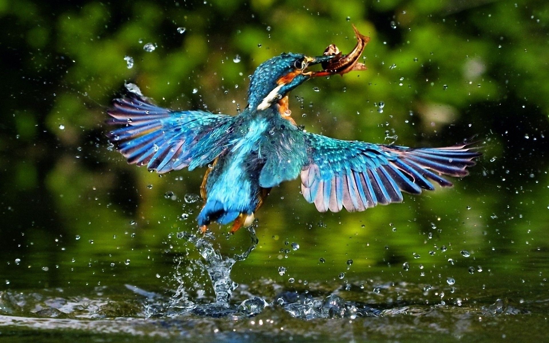 birds live wallpaper,bird,nature,beak,water,wing