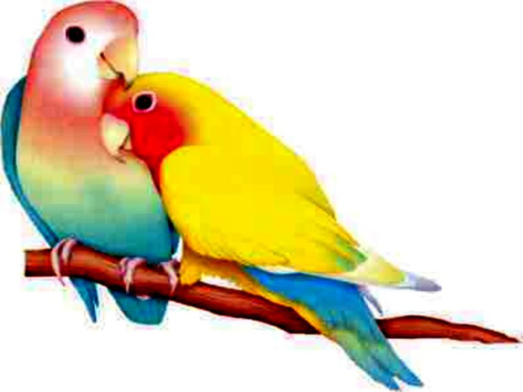 birds live wallpaper,bird,vertebrate,parrot,budgie,lovebird