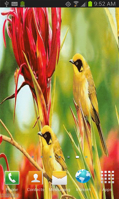 pájaros live wallpaper,pájaro,pájaro cantor,pájaro posado,planta,fauna silvestre