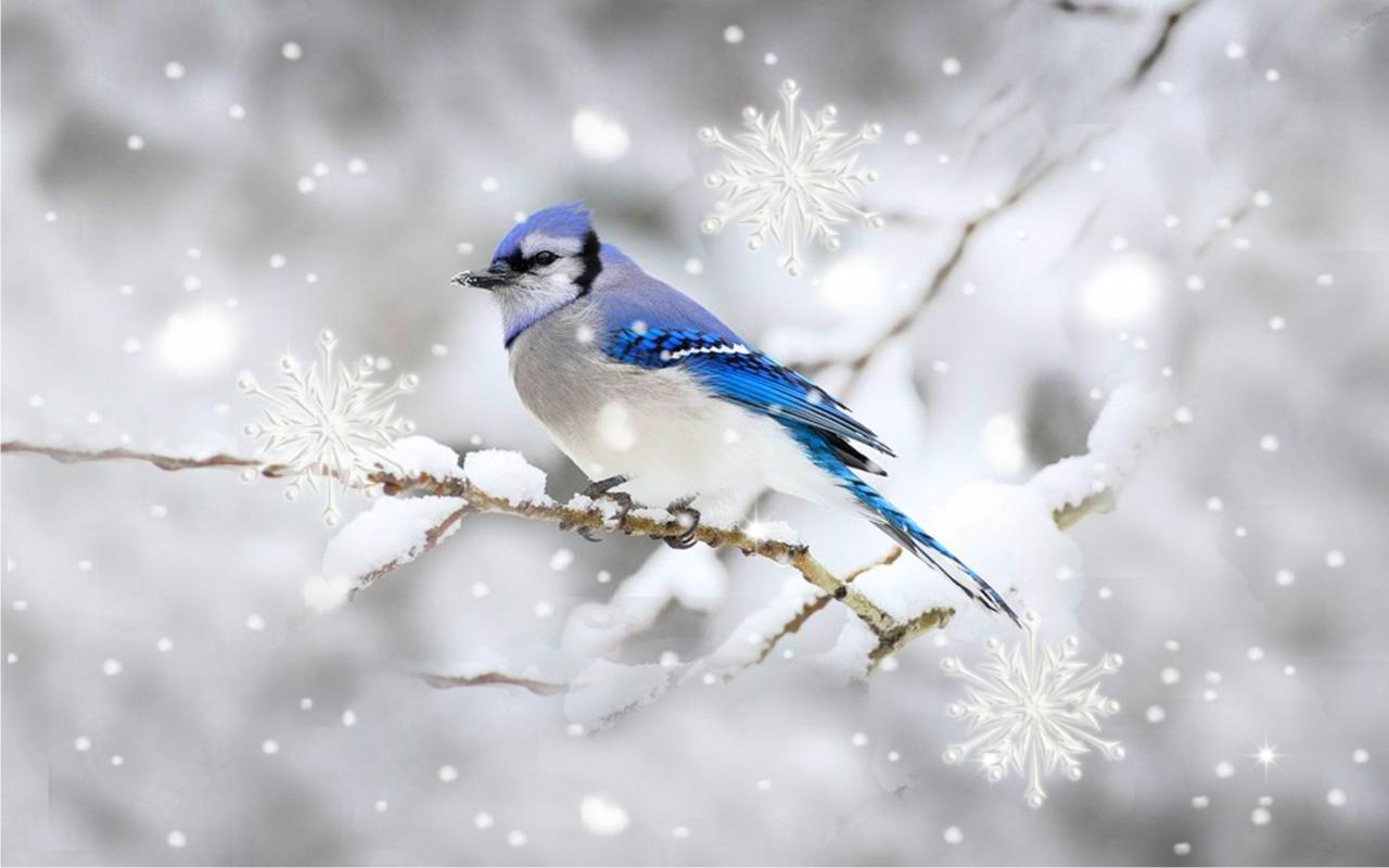 uccelli live wallpaper,uccello,blue jay,ghiandaia,bluebird,uccello appollaiato