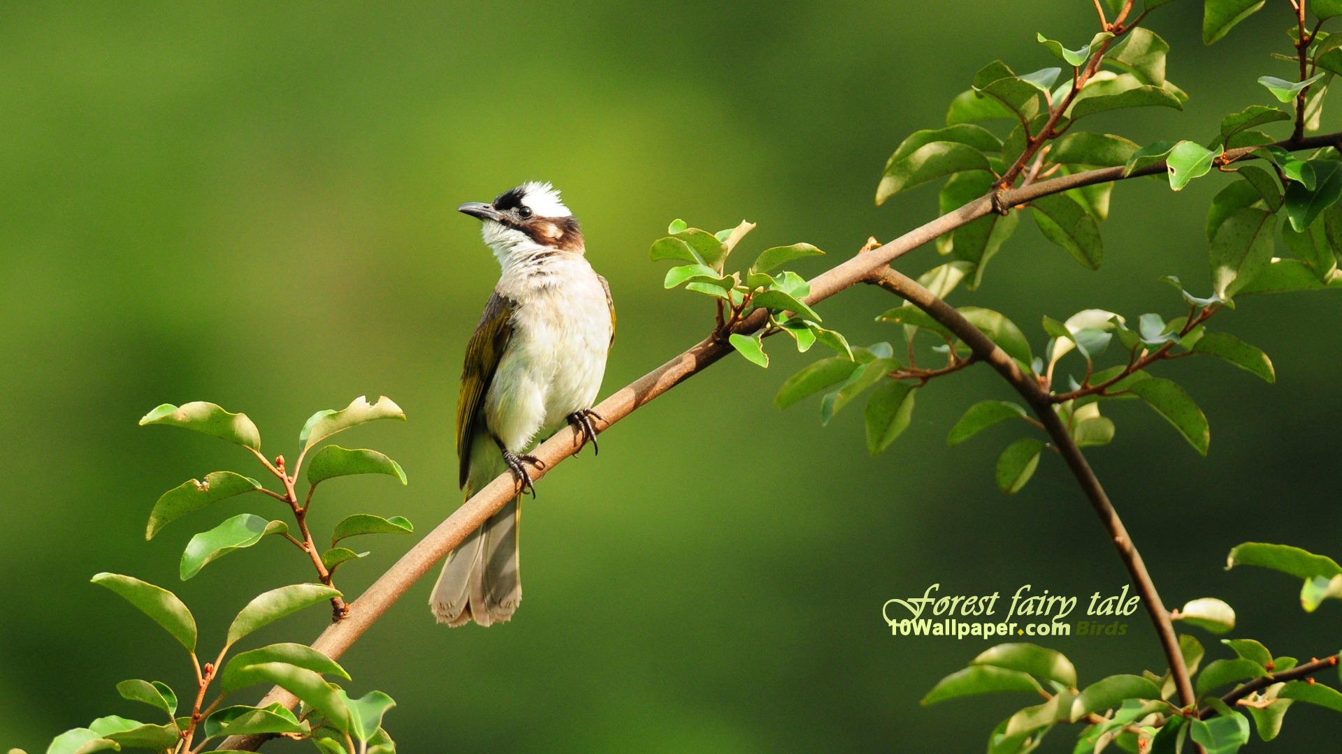 oiseaux live wallpaper,oiseau,oiseau perchoir,plante,faune,moucherolle du vieux monde