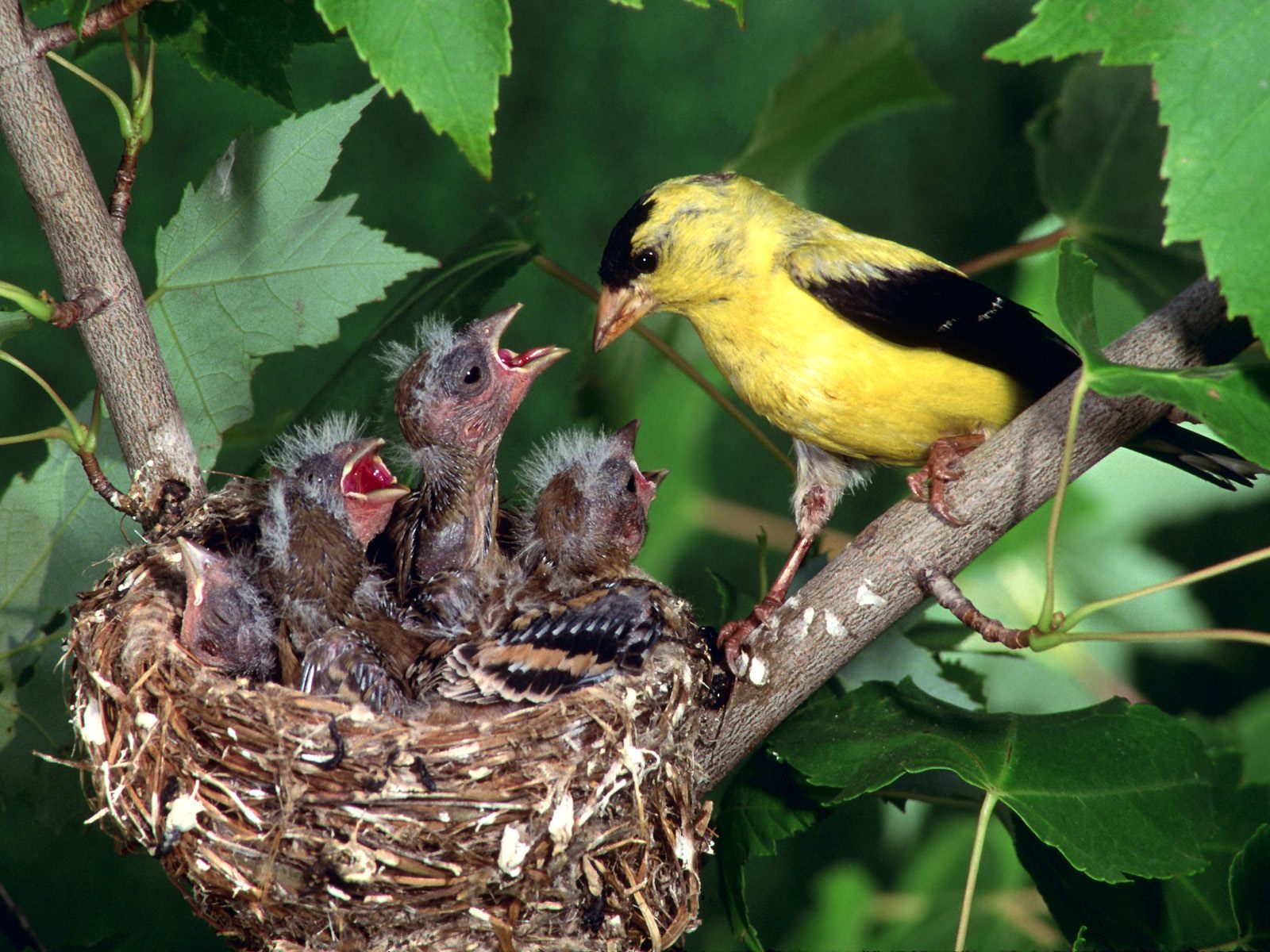 鳥ライブ壁紙,鳥,ネスト,フィンチ,旧世界オリオール,止まった鳥