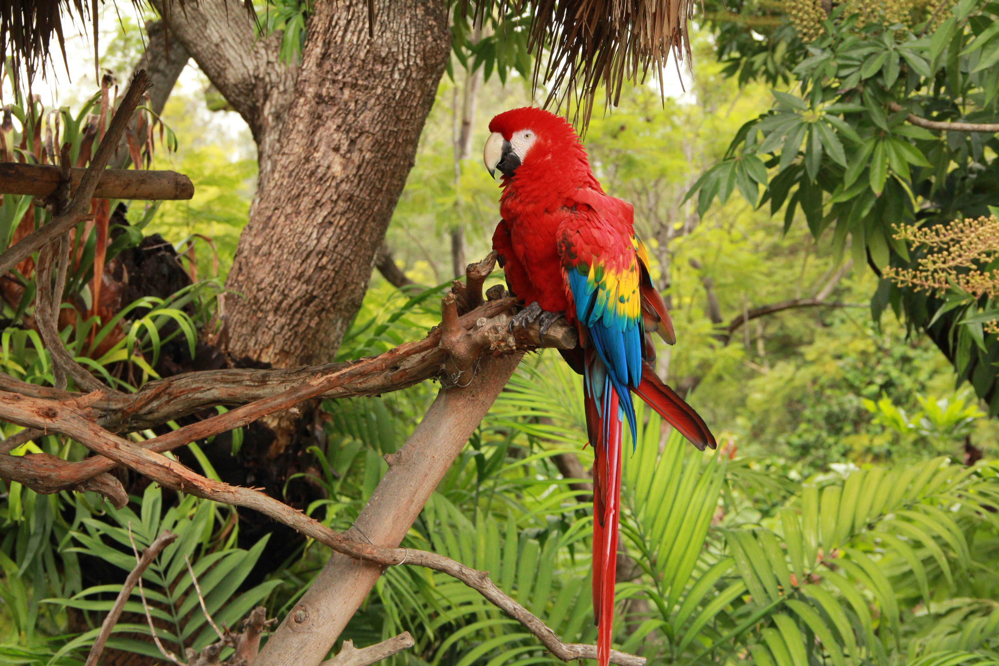 birds live wallpaper,bird,macaw,vertebrate,parrot,beak