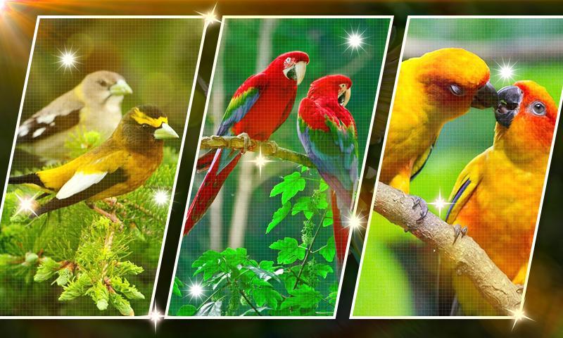uccelli live wallpaper,uccello,pappagallo,fringuello,parrocchetto,uccello appollaiato