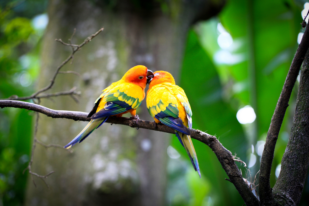 vögel leben tapete,vogel,papagei,tierwelt,baum,pflanze