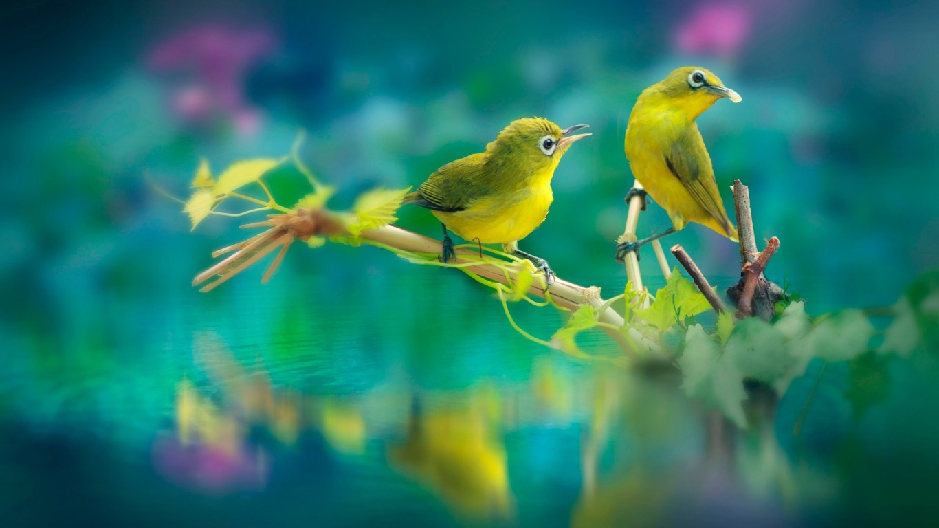 鳥ライブ壁紙,鳥,カナリア,黄,フィンチ,鳴き鳥