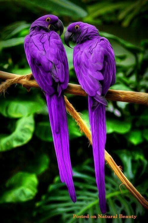 pájaros live wallpaper,pájaro,violeta,loro,guacamayo,planta