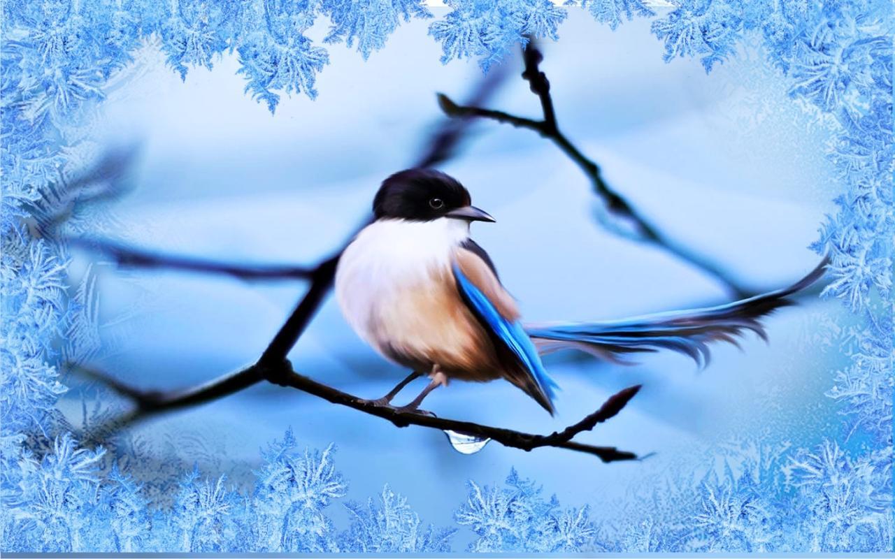 oiseaux live wallpaper,oiseau,ciel,oiseau perchoir,faune,brindille