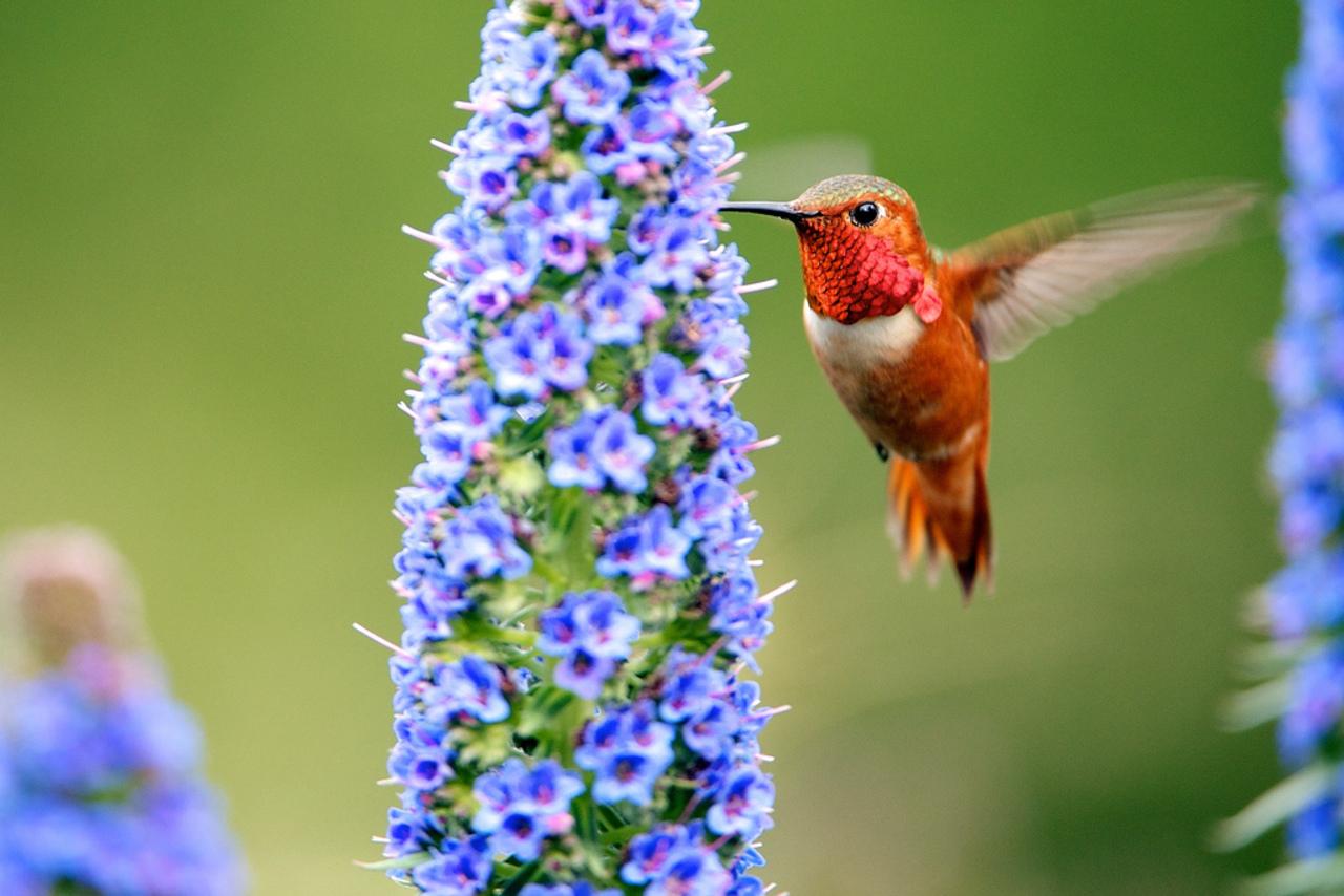 birds live wallpaper,bird,hummingbird,flower,hyssopus,plant