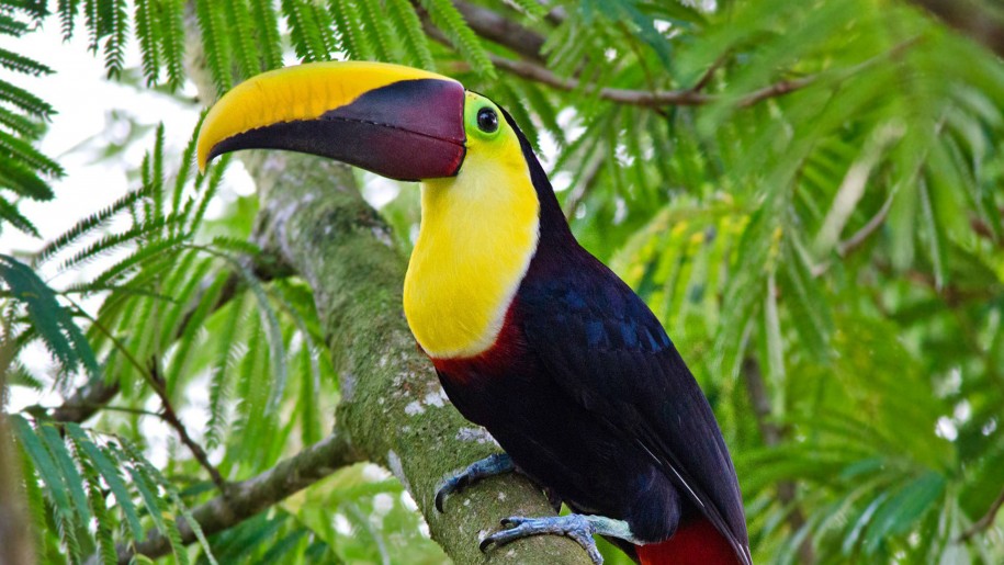 vögel leben tapete,vogel,tukan,nashornvogel,piciformes,regenwald