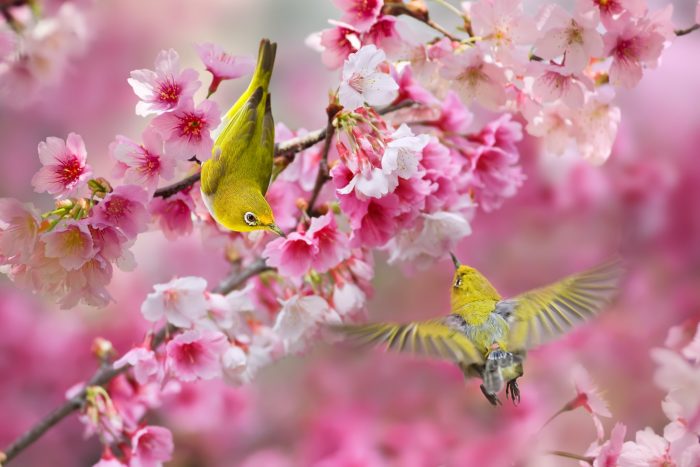 oiseaux live wallpaper,fleur,fleur,printemps,plante,fleur de cerisier