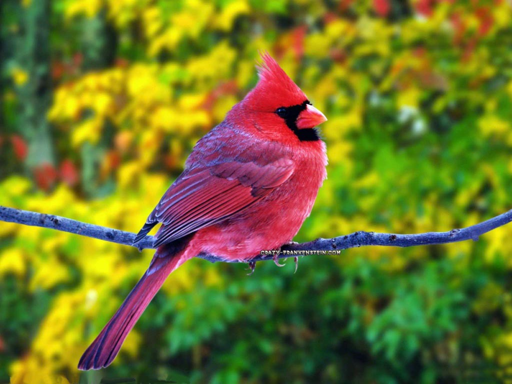 oiseaux live wallpaper,oiseau,cardinal du nord,cardinal,oiseau perchoir,faune