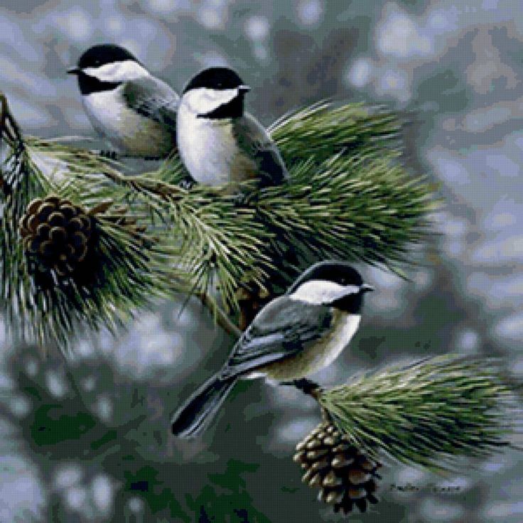 uccelli live wallpaper,uccello,chickadee con cappuccio nero,albero,pianta,pianta legnosa