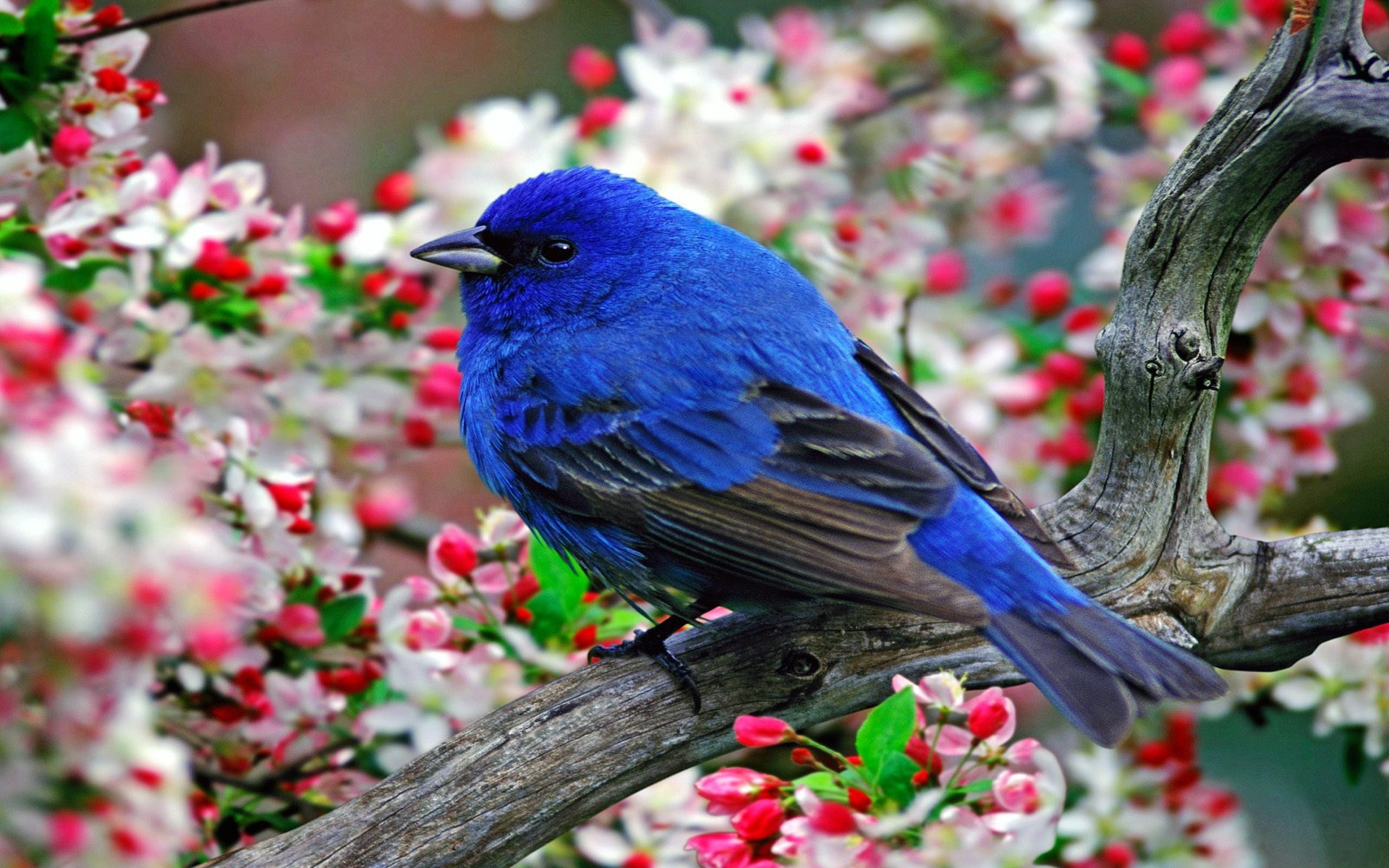 uccelli live wallpaper,uccello,bluebird,primavera,pianta,uccello appollaiato