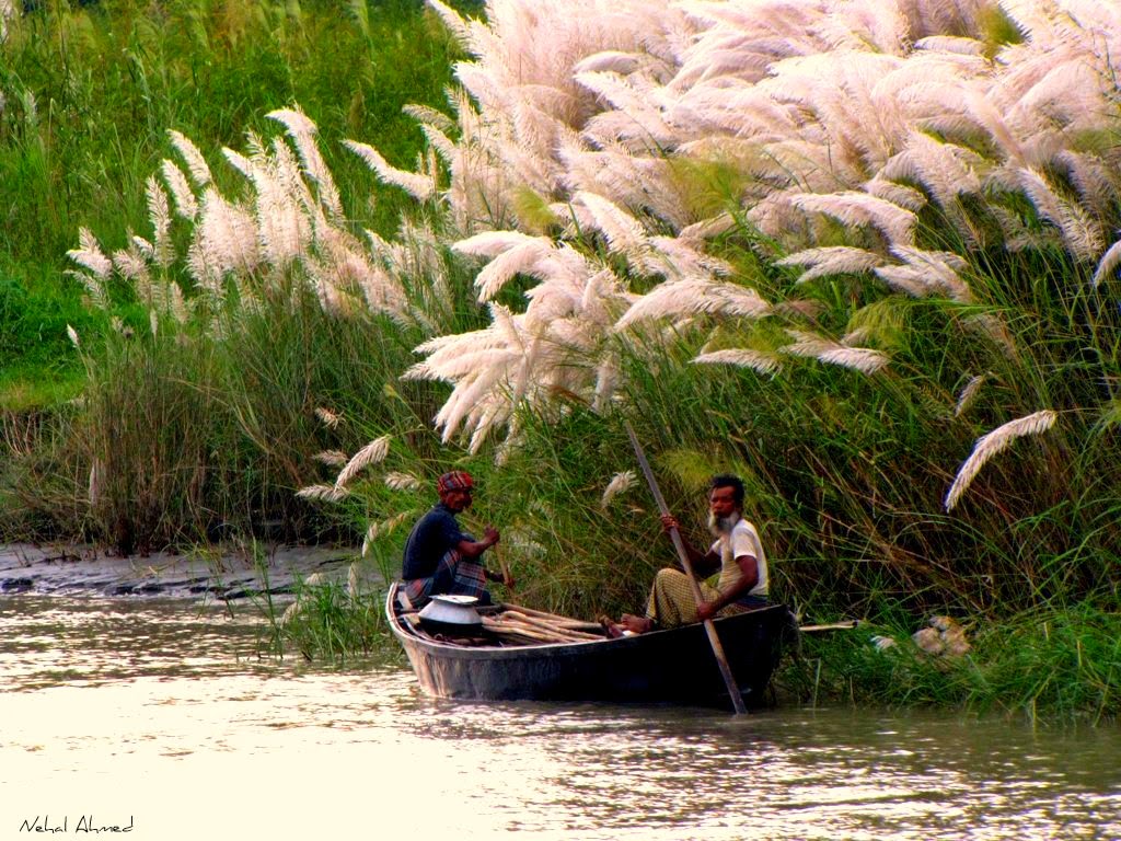 bangla tapete,natur,grasfamilie,wasser,pflanze,bank