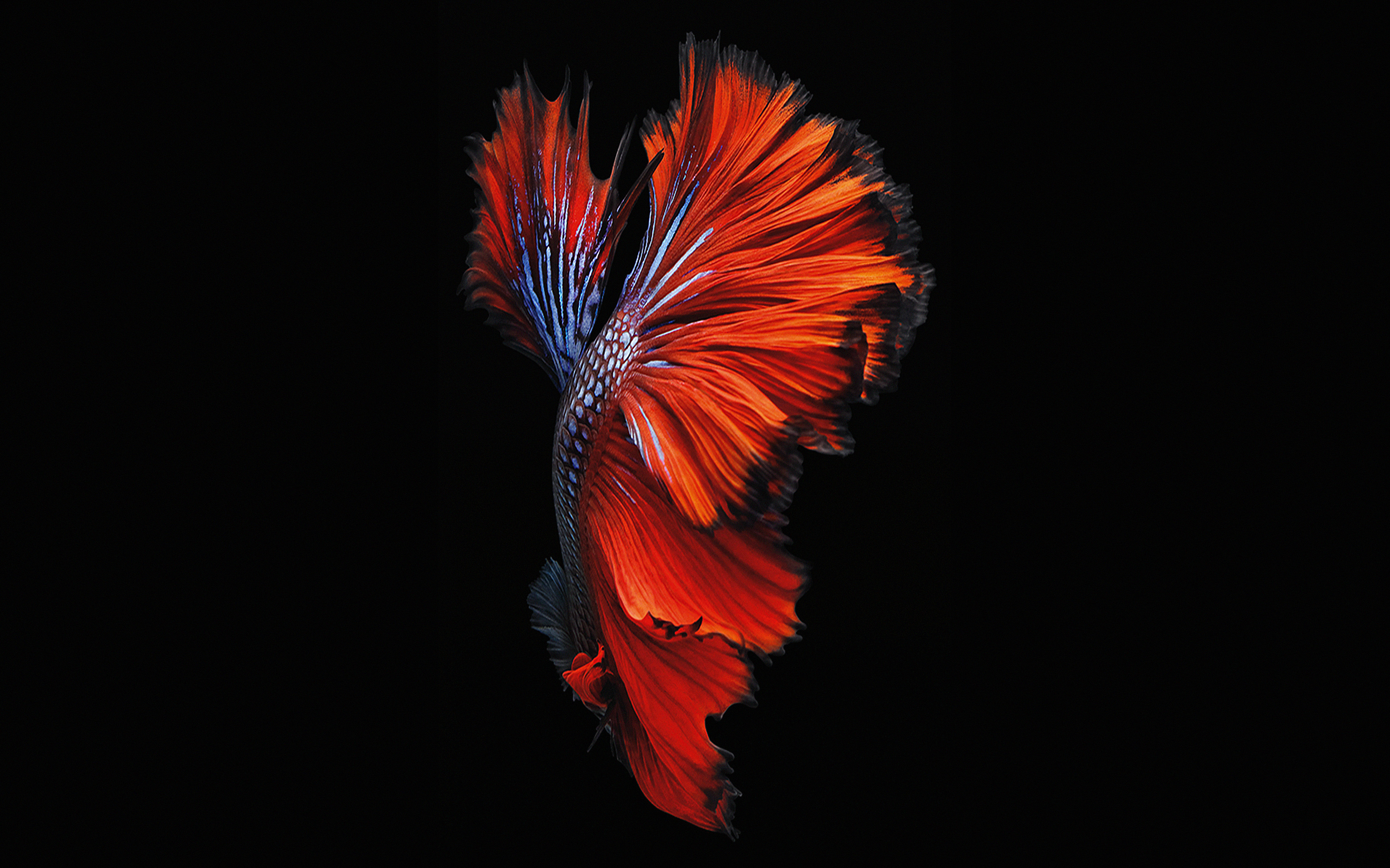 아이폰 물고기 벽지,주황색,빨간,자연,깃,매크로 사진