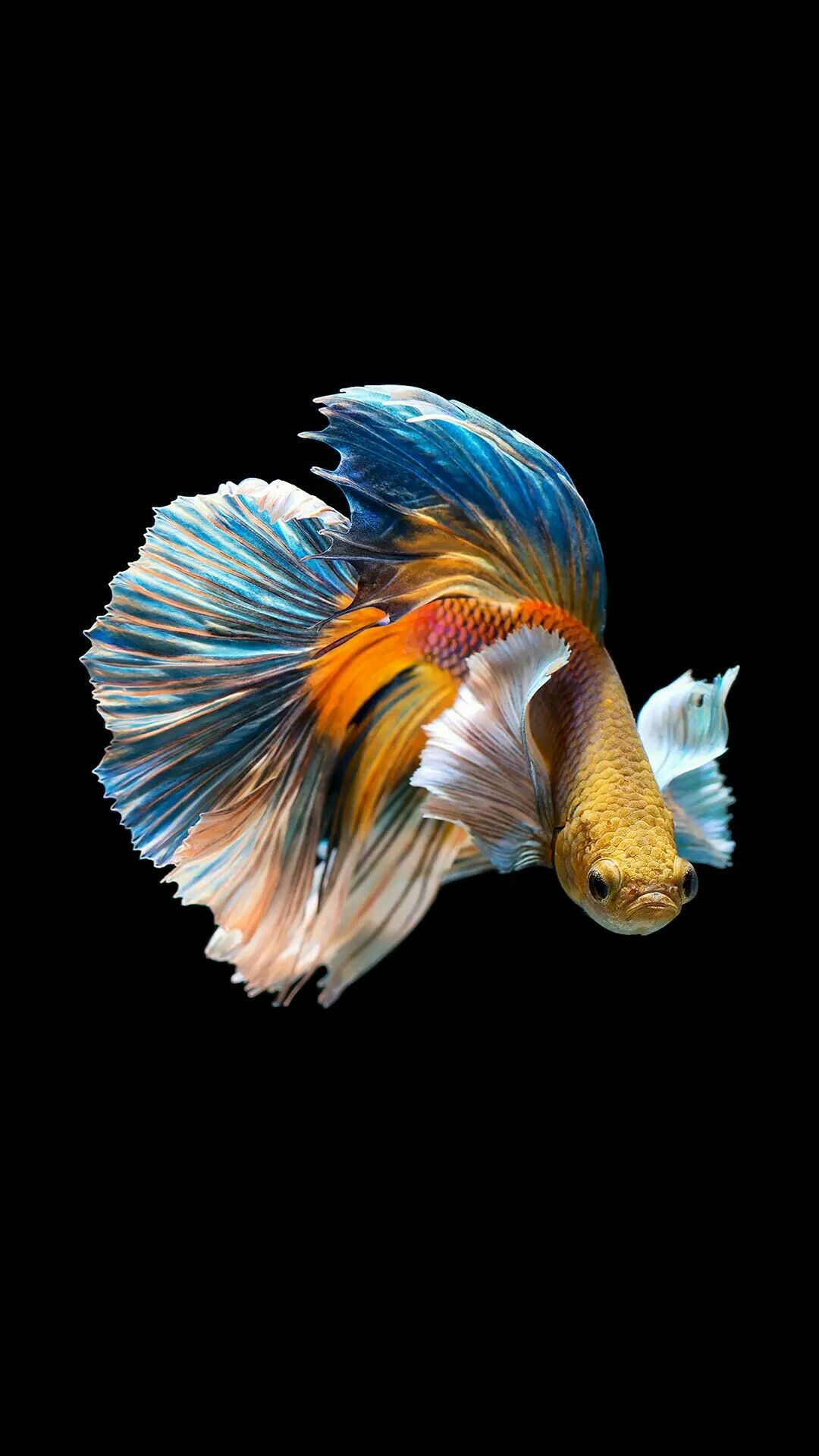 iphone fish wallpaper,feather,fish,wing,tail,goldfish