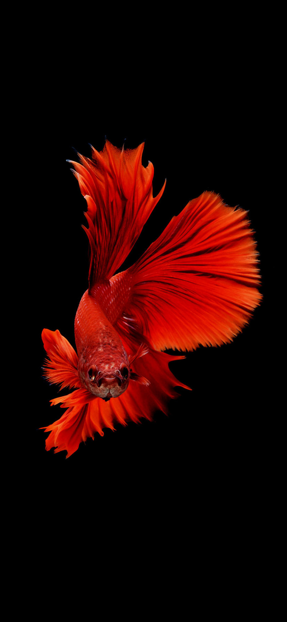 iphone fish wallpaper,red,orange,feather,petal,plant