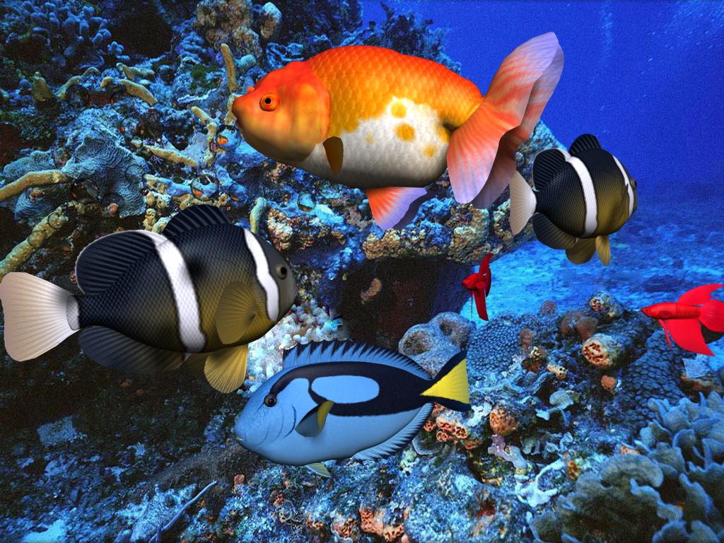 3d fish live wallpaper,fish,anemone fish,fish,pomacentridae,marine biology