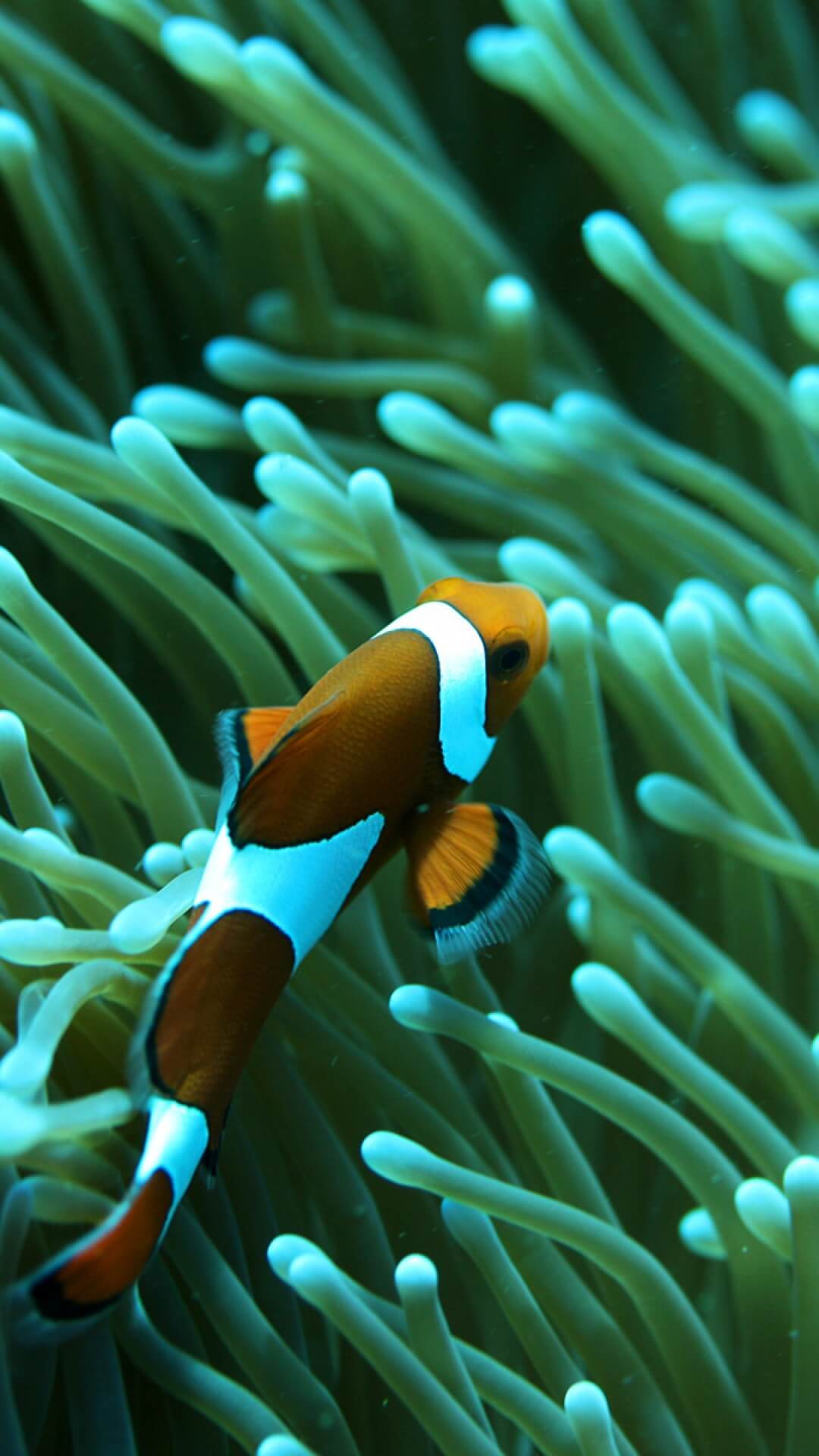 iphone fish wallpaper,anemone fish,fish,pomacentridae,sea anemone,clownfish